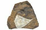 Paleocene Fossil Ginkgo Leaf - North Dakota #290847-1